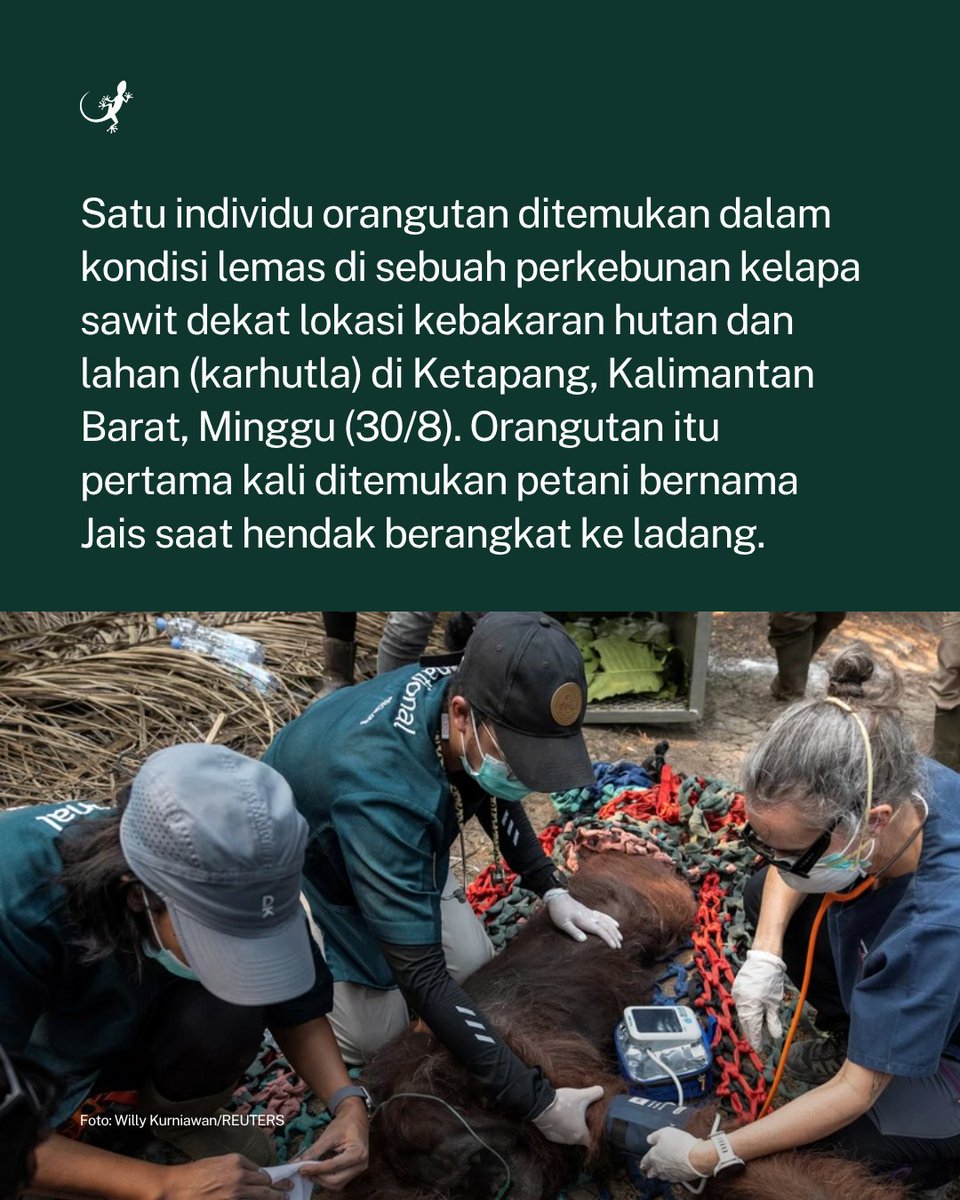 MongabayID's tweet photo. Seekor orang utan ditemukan terkulai lemas di sebuah perkebunan kelapa sawit dekat lokasi kebakaran hutan dan lahan (karhutla) di Ketapang, Kalimantan Barat, Minggu (30/8). https://t.co/4sMwv8K8Jo
