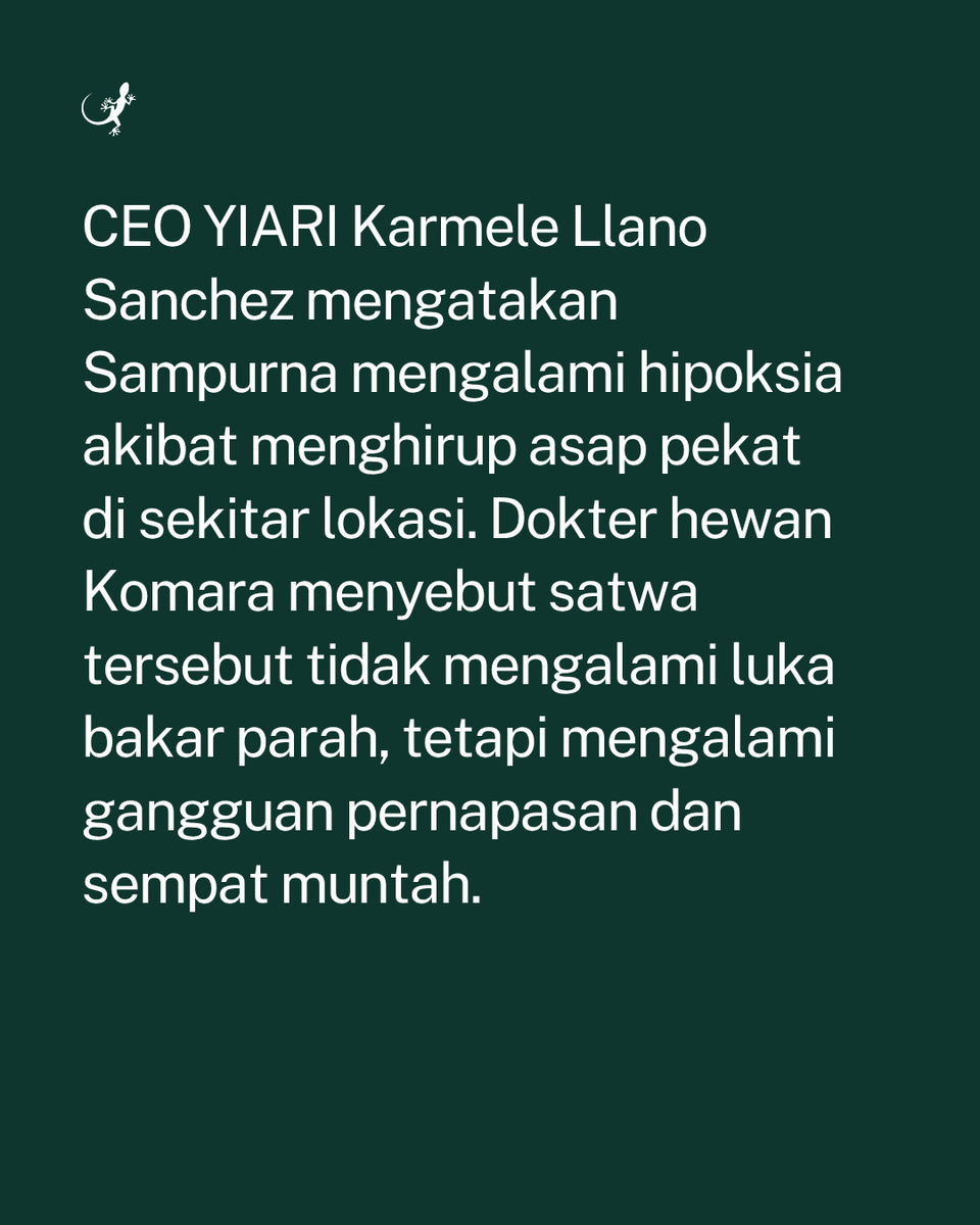 MongabayID's tweet photo. Seekor orang utan ditemukan terkulai lemas di sebuah perkebunan kelapa sawit dekat lokasi kebakaran hutan dan lahan (karhutla) di Ketapang, Kalimantan Barat, Minggu (30/8). https://t.co/4sMwv8K8Jo