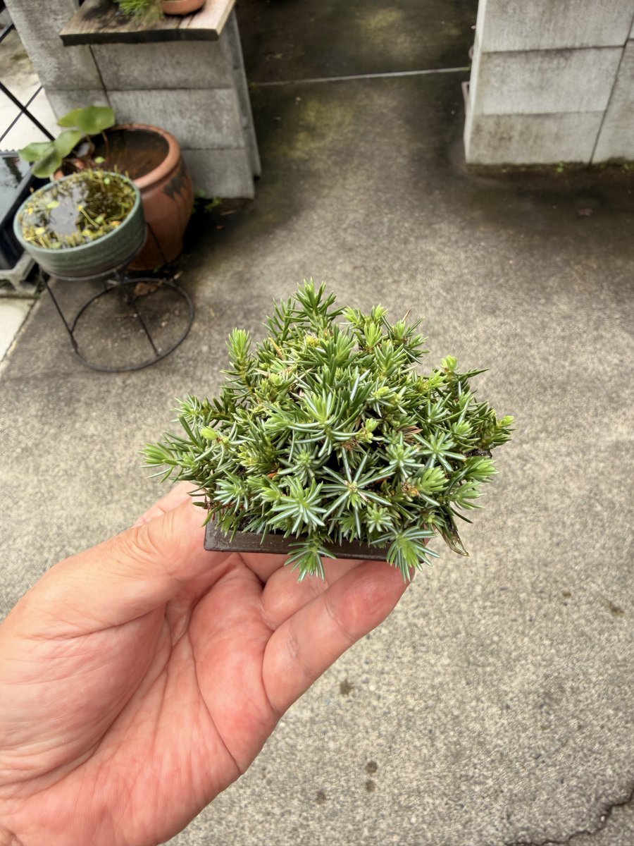 vi7qg's tweet photo. 杜松です

ザ・ミニ盆栽🪴
樹高4.5cmですが大木感ありますよ😁👍
我棚のキングです👑 https://t.co/YuFZ5HjNJC
