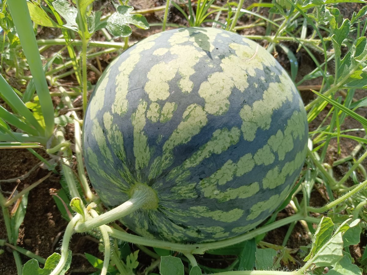 mitukinisi's tweet photo. この差は〜なぜ！

見込んでいたのを全て収穫し
思いもかけず着果した
言わば
オマケの様な🍉

雨続きで4日間様子を見ていなかったが
小さいソフトボール大のが
割れている

幸い
バレボール大のが2個
割れずにヒゲ蔓も完全に枯れているので収穫

なぜ
小さいのが割れ
大きいのが割れなかったのか🤔🐯 https://t.co/uhWLchOTZc
