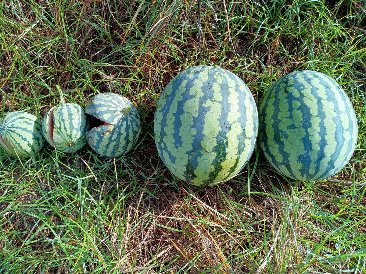 mitukinisi's tweet photo. この差は〜なぜ！

見込んでいたのを全て収穫し
思いもかけず着果した
言わば
オマケの様な🍉

雨続きで4日間様子を見ていなかったが
小さいソフトボール大のが
割れている

幸い
バレボール大のが2個
割れずにヒゲ蔓も完全に枯れているので収穫

なぜ
小さいのが割れ
大きいのが割れなかったのか🤔🐯 https://t.co/uhWLchOTZc