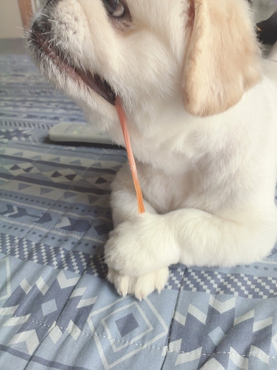 butiito's tweet photo. うーーーーん

卵パックをゴミ捨て用に潰すと

🐶あそぶ！ と取りに来て

止めテープを剥がし取り 引っ張って
楽しんでます

#ペキニーズ 
#きょうのいとくん https://t.co/3gbu4uDyAl