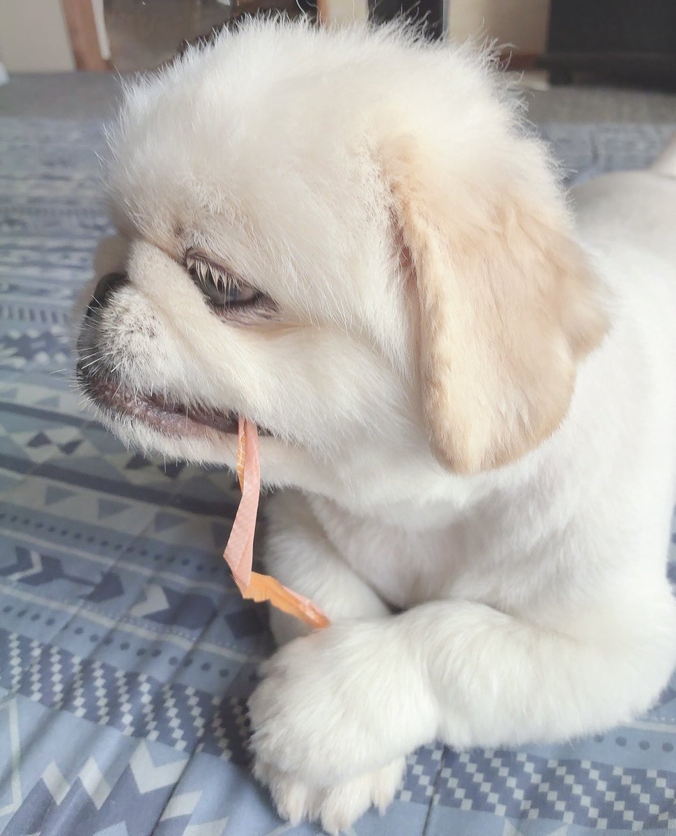 butiito's tweet photo. うーーーーん

卵パックをゴミ捨て用に潰すと

🐶あそぶ！ と取りに来て

止めテープを剥がし取り 引っ張って
楽しんでます

#ペキニーズ 
#きょうのいとくん https://t.co/3gbu4uDyAl