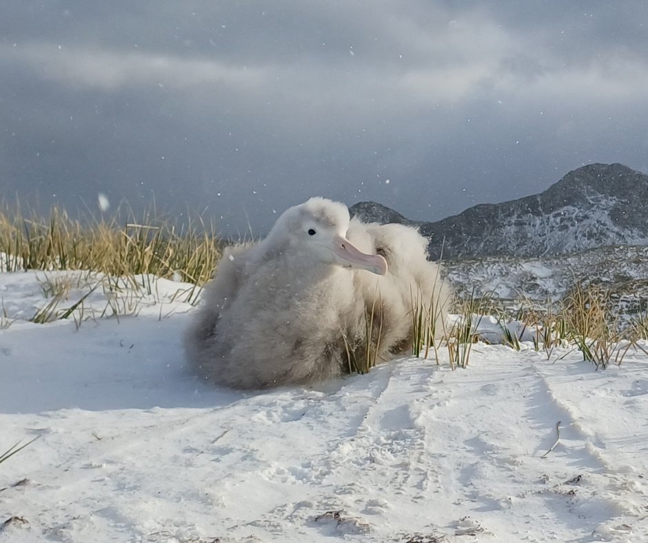 albatross_story's tweet photo. 雪降る日のひなちゃん🐥

写真はワタリアホウドリのアオイちゃんのお友達です。巣から離れた場所かなと思いましたが、もしかしたら巣は雪に埋もれてしまったのかもしれません（草も背丈半分以上が埋もれているようなので）。

ひなちゃん達が無事に冬を乗り越えられますように🙏

📷 Hannah Greetham https://t.co/xte80wXQm3
