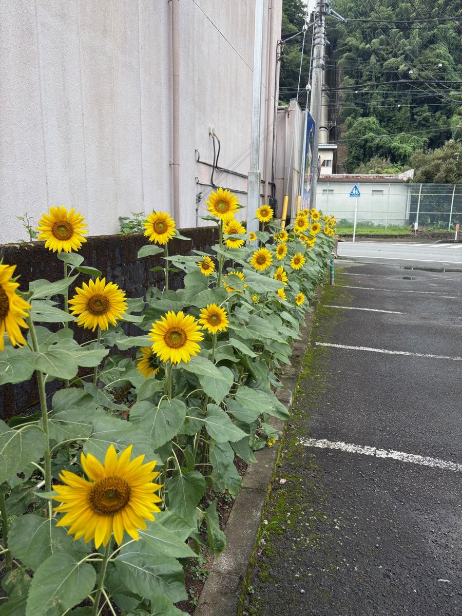 ashigaracya's tweet photo. 店舗の花壇に撒いた種が咲きヒマワリが満開です。
まだ暑さが厳しい中で元気に咲いていますよ。
#足柄茶
#お茶
#緑茶
#神奈川名産100選
#かながわブランド https://t.co/IZgf09lssR
