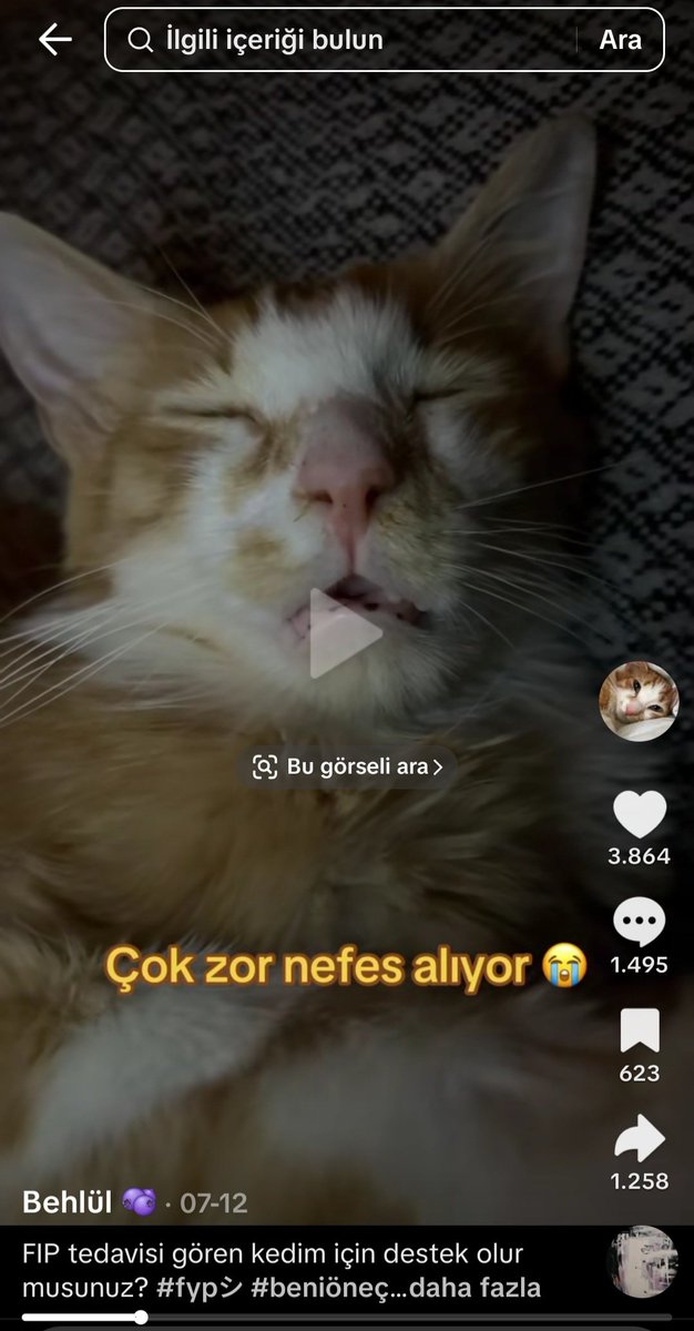 llodusat's tweet photo. Lutfenn hayvan severlerin karsısına cıksınn fıb hastası bu yavrucağın tedavisi sukurler olsunki iyiye gidiyor fakat maalesef tedavi icin hala para eksikliği var yardım etmek isteyen hesaptan ulasabilirmii ve olabildiğince yayarmısınız lutfen #yardım #hayvansever https://t.co/e1CLtwadoK