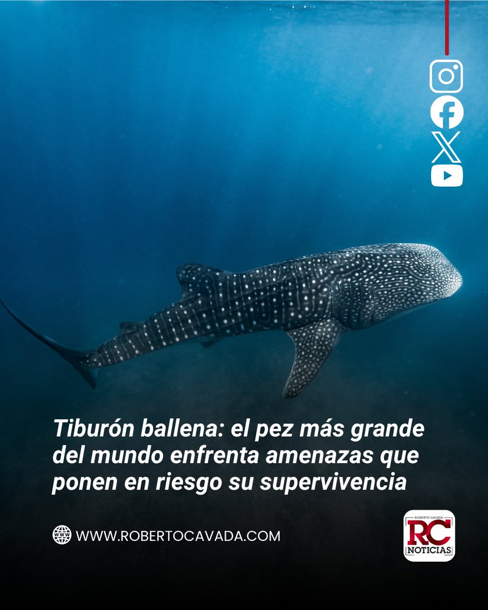 rcavada's tweet photo. Tiburón ballena: el pez más grande del mundo enfrenta amenazas que ponen en riesgo su supervivencia

https://t.co/dlHPVLXhkV

#RobertoCavada #RCNoticias https://t.co/YuwoseHR55
