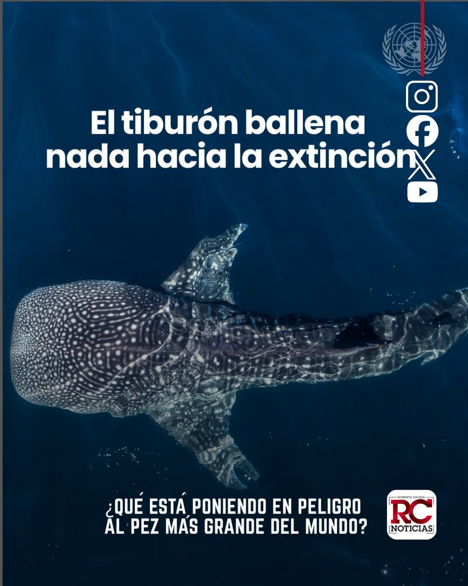 rcavada's tweet photo. Tiburón ballena: el pez más grande del mundo enfrenta amenazas que ponen en riesgo su supervivencia

https://t.co/dlHPVLXhkV

#RobertoCavada #RCNoticias https://t.co/YuwoseHR55