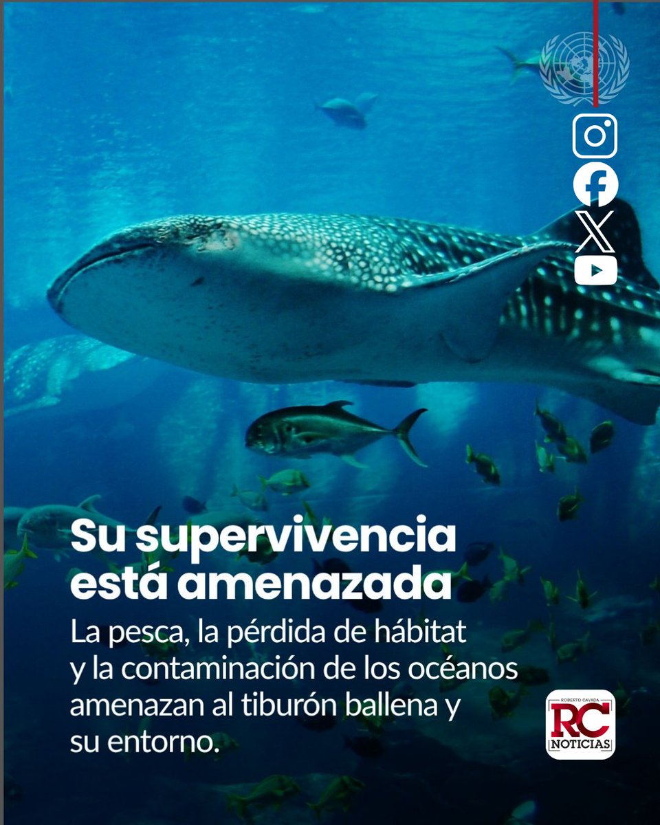 rcavada's tweet photo. Tiburón ballena: el pez más grande del mundo enfrenta amenazas que ponen en riesgo su supervivencia

https://t.co/dlHPVLXhkV

#RobertoCavada #RCNoticias https://t.co/YuwoseHR55