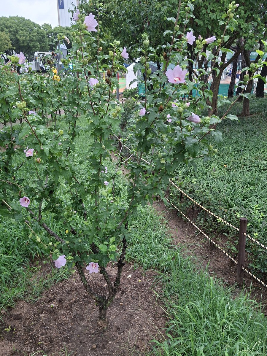 gur392451_II's tweet photo. 공원에서 찍은 잔디밭과 나무들, 꽃. 🌿 🌳 🌺 https://t.co/p4wzK4GDtV