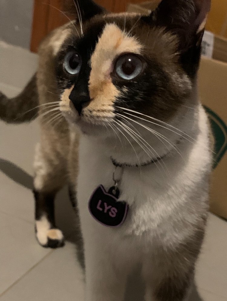 venicefIower's tweet photo. minha gatinha desapareceu, já estou divulgando, procurando pelo bairro e fazendo de td pra encontrá-la o mais rápido possivel (somos do interior de são paulo e aqui não tenho mt alcance) se vcs puderem só manter seus pensamentos nela para que ela seja encontrada agradeço demais https://t.co/ou1gKUfPbK