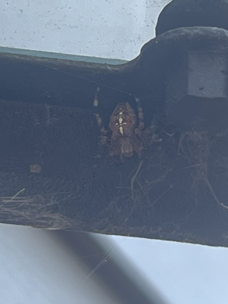 Camryb4's tweet photo. Was looking for the spider I saw a little bit ago, thinking it might’ve left, or died.

The little guy has relocated higher… and dare I say he’s looking a lil bigger, and more defined on the back :3 https://t.co/kmTqTmxSiO