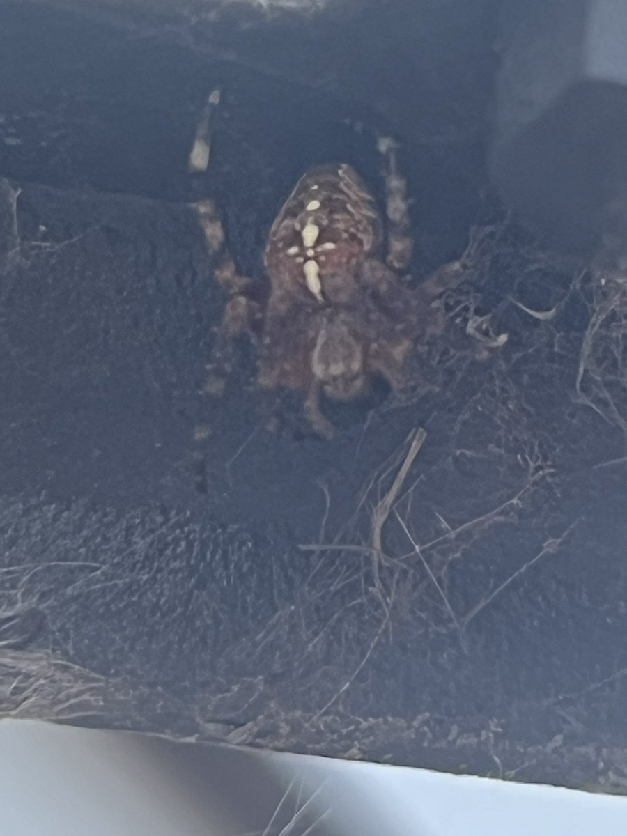 Camryb4's tweet photo. Was looking for the spider I saw a little bit ago, thinking it might’ve left, or died.

The little guy has relocated higher… and dare I say he’s looking a lil bigger, and more defined on the back :3 https://t.co/kmTqTmxSiO
