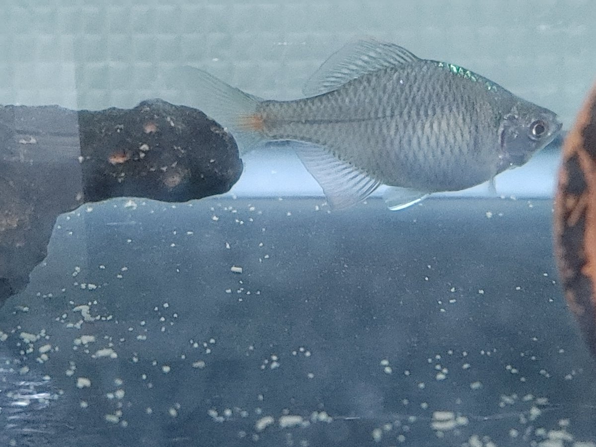 PAPA0928's tweet photo. おはようございます。
エサ用川魚に混じっていた、一匹だけ変わった魚。
飼育するしかないじゃん😅
君は何者～❔
#川魚 https://t.co/bfuBiyQikY