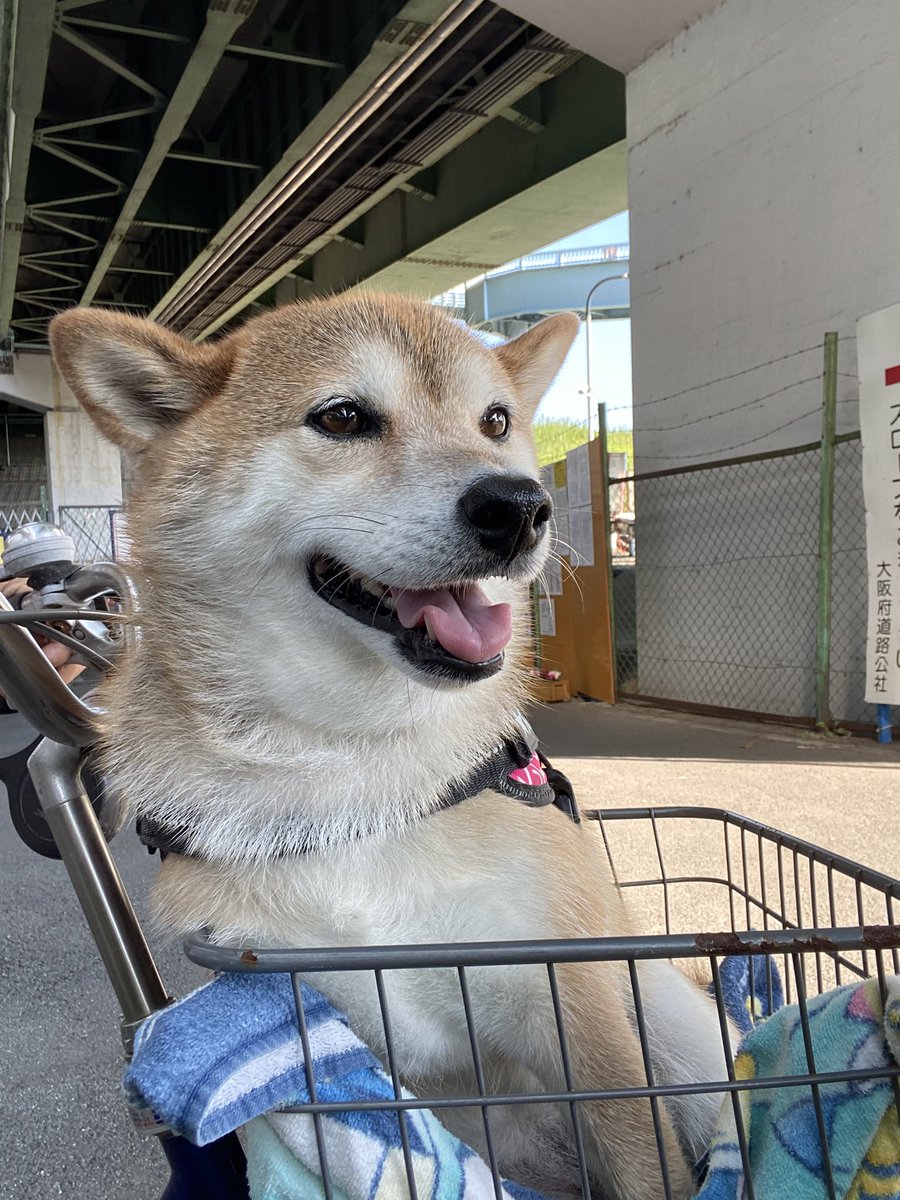 pom_dawacan's tweet photo. あっと言う間に８月31日
時が経つのが早い、早すぎる、そう思うのはおっさんやからか？
別に何も無いけど焦るじぇ💦
#夏散歩☀️ https://t.co/KjgyKPbWpp