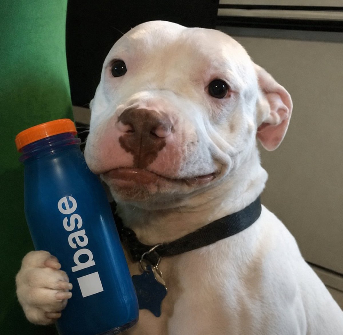 Z3R0W4's tweet photo. @pipedog_ for you sir 🧃 https://t.co/q7AsKtiffv