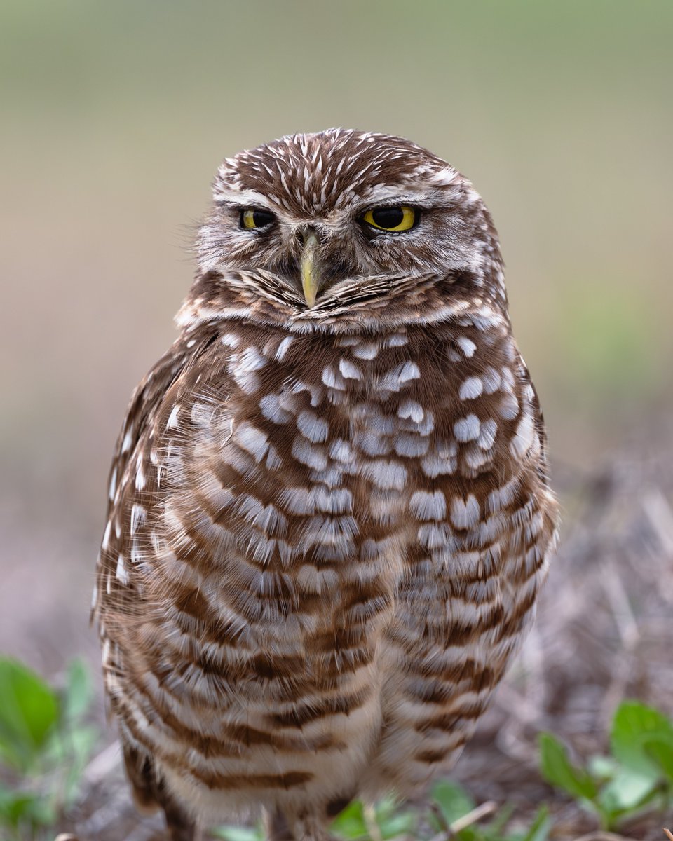 PhotosVB's tweet photo. Burrowing Owl https://t.co/wWO10uAMUK