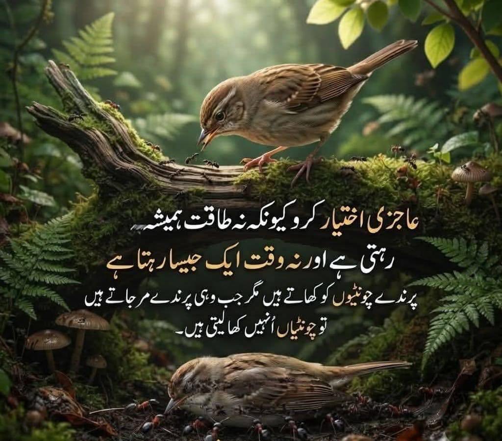 zahidBK's tweet photo. اسلام علیکم، صبح بخیر https://t.co/MxHNaA76BO