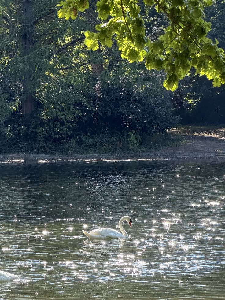 greenvibe's tweet photo. Water glittering like a thousand tiny stars… and one quiet guest. https://t.co/C3Ui3okuGJ