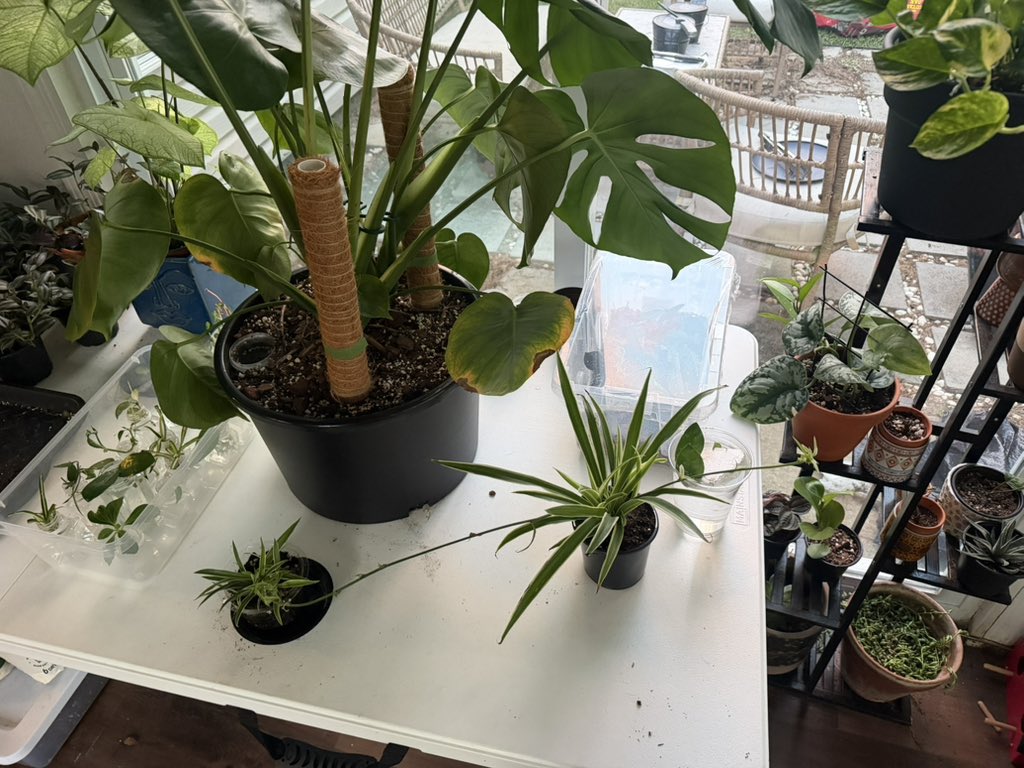 HunterALanier's tweet photo. I think I have to build a greenhouse soon https://t.co/BpGi2X1oFO