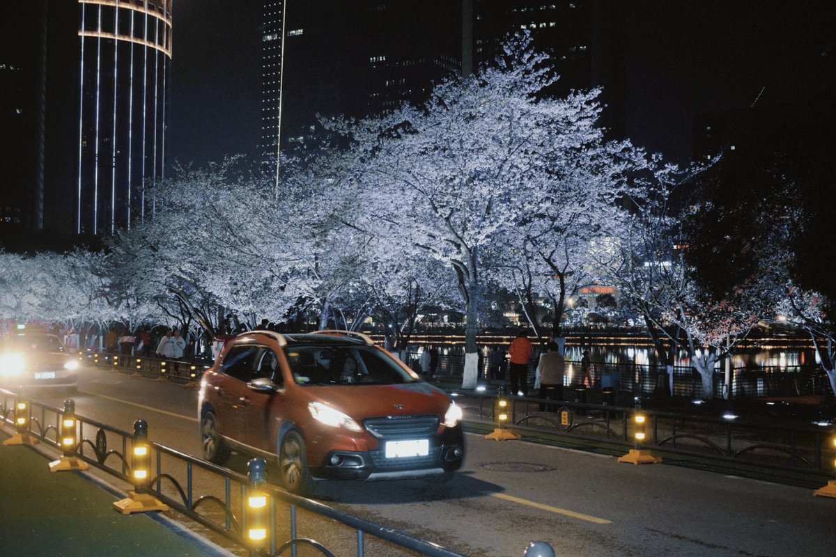 sankla_umesh's tweet photo. Quick afternoon snap: a vintage bike chained to a lamppost with cherry blossoms drifting around, city life hit different when petals float.， https://t.co/GFGsHMQ9z2
