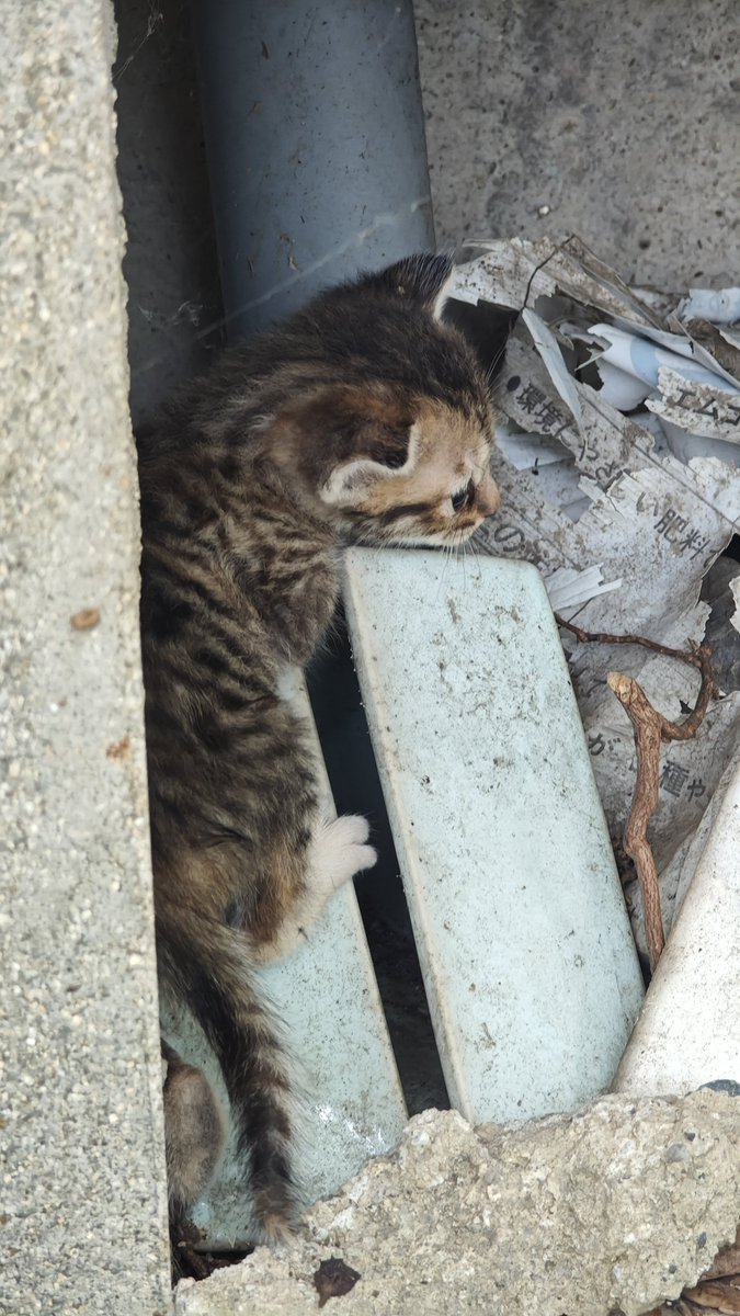 e8xdk's tweet photo. 赤ちゃん猫🐱
かわいい❤ https://t.co/4nOhte0ed5