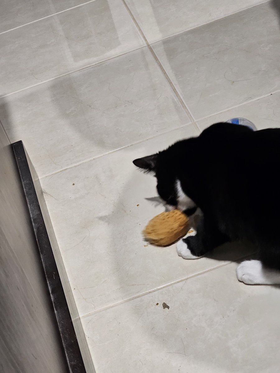 YraenSLW's tweet photo. @PickliciousF My little darling decided to take off with my lunch while I went to get some water. Mind you he had been fed right before this in the hopes I could eat in peace. Chilli 😺🌶😺 says Hi. https://t.co/KWYnOdztRb