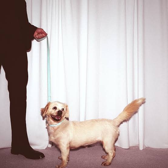 acervombf's tweet photo. Durante o lançamento do Man’s Best Friend, Sabrina apoiou uma campanha em prol de abrigos de animais. Intitulada “Man’s True Best Friend”, a iniciativa usou cães reais da Toronto Humane Society para parodiar a estética do álbum e divulgar informações sobre cada animal para adoção.