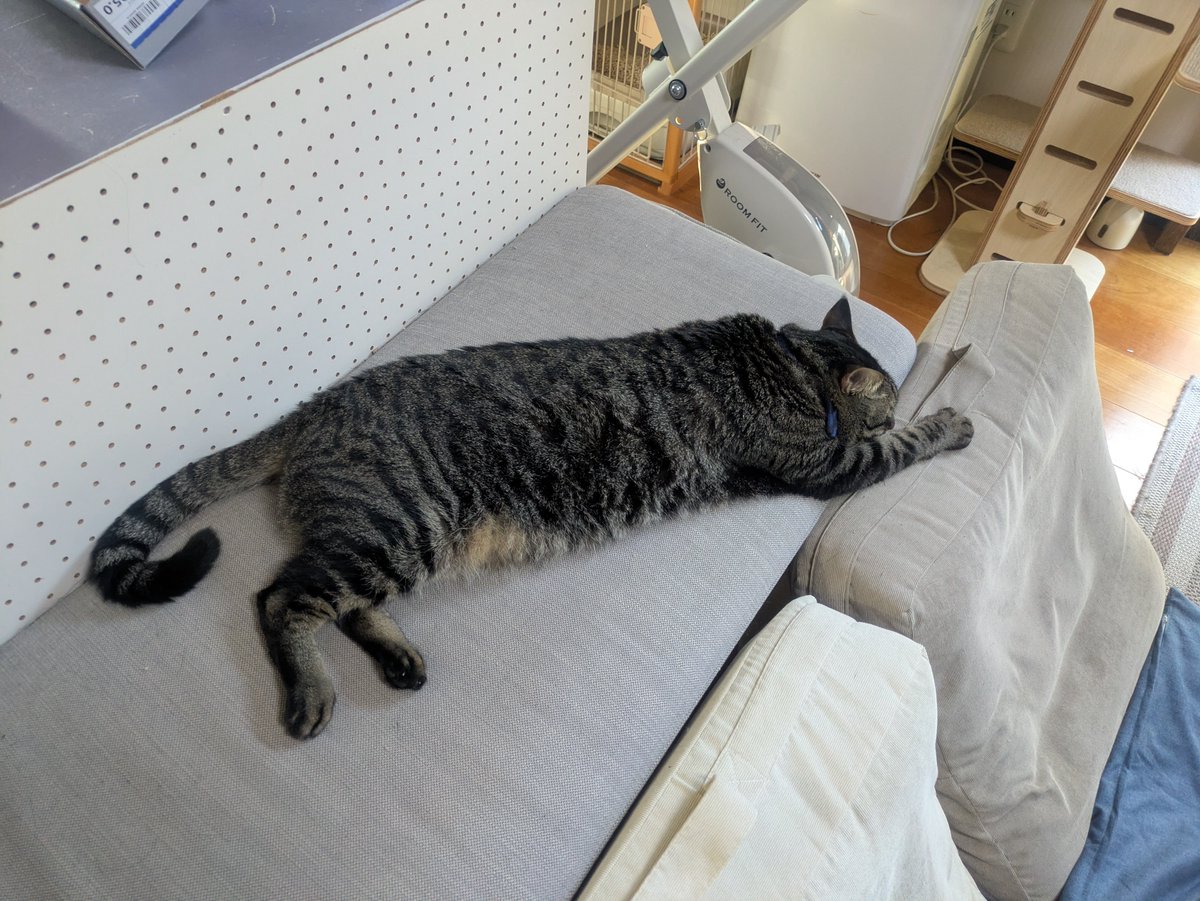 mugitetsu2020's tweet photo. これが夜中私のベッドから転がり落ち慌ててた猫です
#猫
#猫好きさんと繋がりたい
#保護猫 https://t.co/uLnKNOCIYI