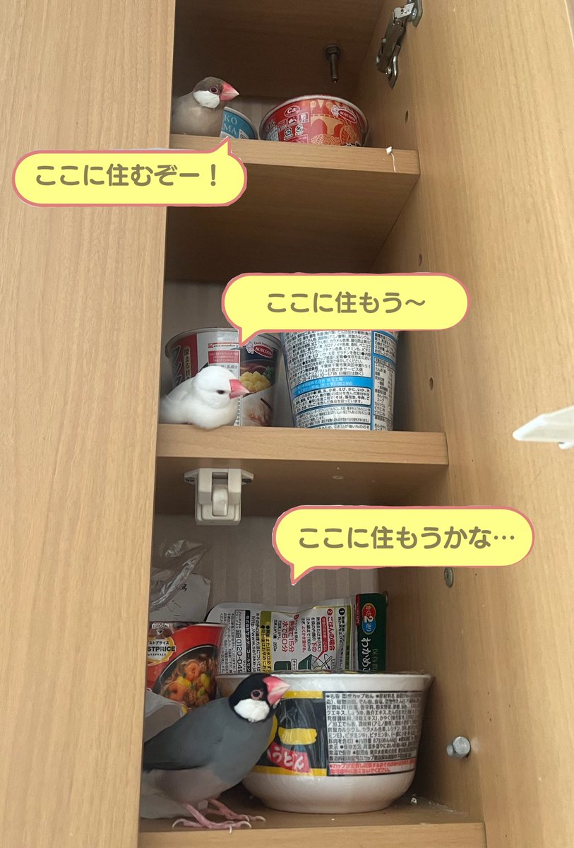 bunchokawaiibot's tweet photo. たぶんうちの子たちも本当に住もうかなって思ってるんだろうな😂かわいい https://t.co/VaFOfhDOgU