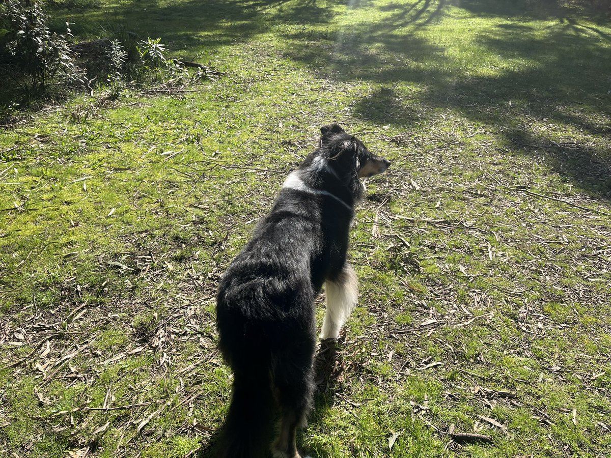munkimoder's tweet photo. daily dog https://t.co/eBz2nztuin