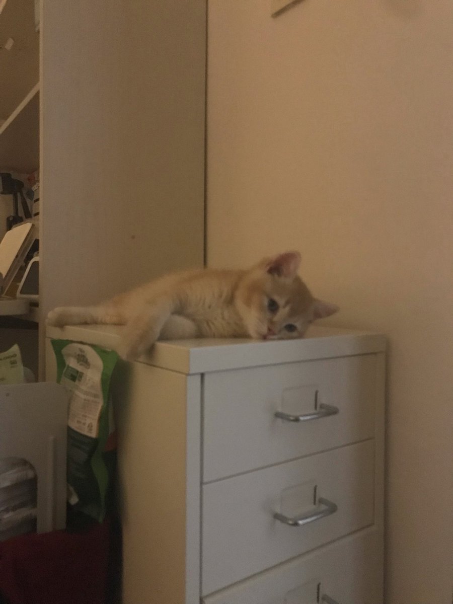 orong__'s tweet photo. 발바닥 헤드번팅 
#아기고양이
#cats https://t.co/8vg7g23wAl