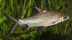 Splashposting's tweet photo. @Santiagobioinfi This (could be) a fish https://t.co/TdPSToAOb3