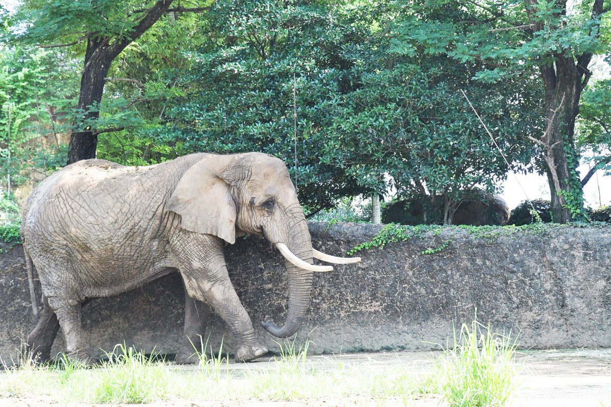 sendaisiyagiya's tweet photo. 【イベントのお知らせ】
アフリカゾウ #メアリー が国内最高齢となる60歳（推定）を迎えました！
記念イベントでは飼育員トークや特別フルーツをプレゼントします。
お祝いメッセージも募集しますので、ぜひ一緒にメアリーの節目をお祝いしましょう！

https://t.co/SlRu7DP5U2

#八木山動物公園 https://t.co/KpMiuDRHwI