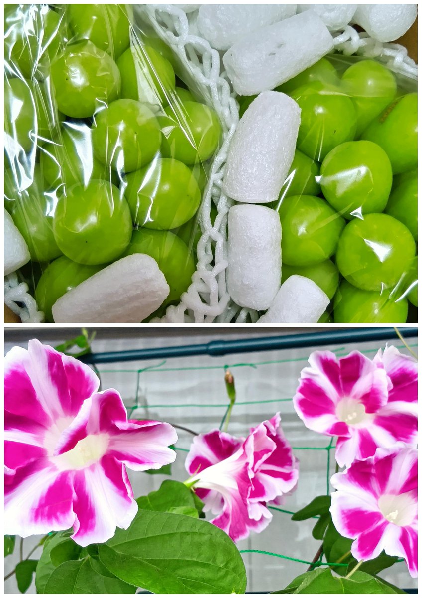 sawachi29's tweet photo. シャインマスカット🍇が届きました🍇
毎年長男が、ふるさと納税で送ってくれます🍇

今年は粒が大きくて、測ってみたら、一房がなんと900g位有りました🍇🍇

もちろん上品な甘さで、とっても美味しいです🍇🍇

毎年送ってくれる長男に感謝です🍇🍇🍇

#シャインマスカット　#朝顔 https://t.co/O7NDnxqD9r