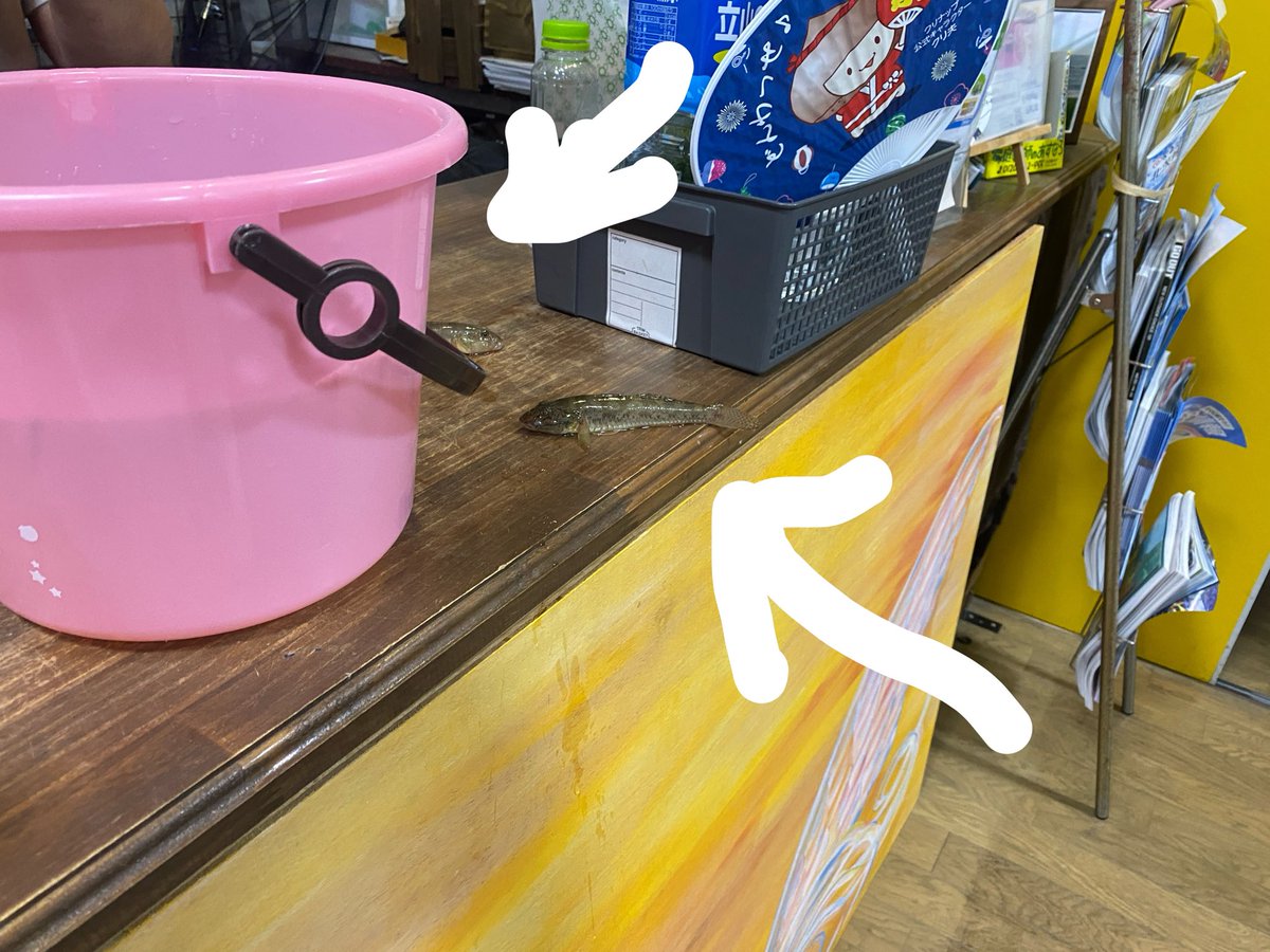 flat2nd's tweet photo. おはようございます☀️
フラットセカンドです🍵

週末の釣果は
「五目祭り」🏮👘✨🐟

ソイ、セイゴ、メバル、ハゼetc...

決め手は「イソメ」ですね(*^^*)

写真はハゼ📸 バケツからハイジャンプで脱走しまくり🤣 https://t.co/ZldmJ2uMtw
