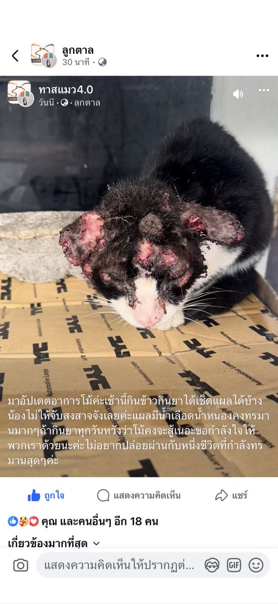 palitline's tweet photo. ตัวนี้น่าสงสาร เราจะช่วยเคสนี้ด้วยนะคะ https://t.co/zseDxZtUXi