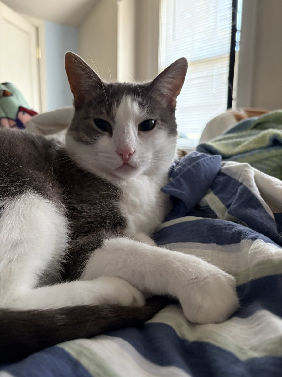 dew3ycat's tweet photo. cozy on mom’s shirt 🤓 https://t.co/dcNkSnOAkC