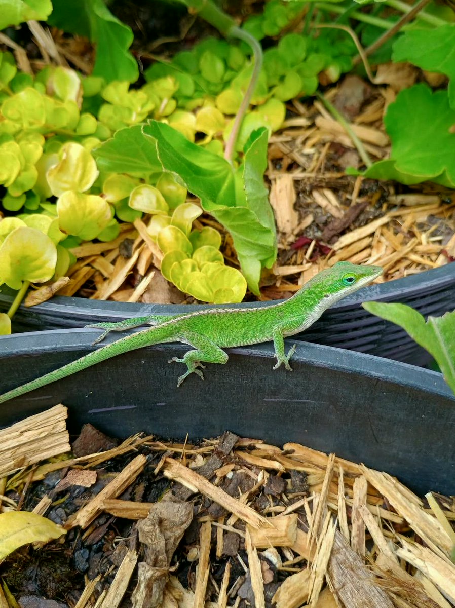 uribeaurel6t's tweet photo. This is a cute little Green Anole, also called the Carolina Anole. This was near the garden. https://t.co/WeoHPExMsp