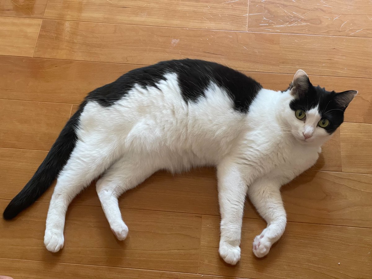 neko_mks's tweet photo. 皆さま、おはようございます🐱

今日で8月も最終日。
災害の多かった１ヶ月、大変な状況の中で苦労された方も多かったのではないでしょうか😿

全ての皆さんに、ねこ事務局員から
「今月も本当にお疲れ様でした」

＃企業公式相互フォロー
＃企業公式がお疲れ様を言い合う
＃企業公式つぶやき部
＃猫 https://t.co/2ERzZFC0Xg