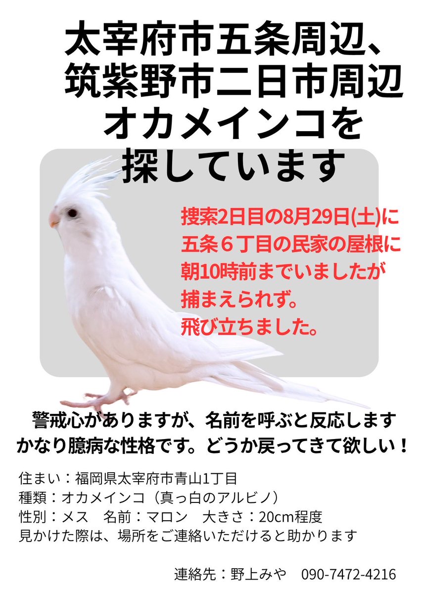image_coral's tweet photo. 【オカメインコを探しています🦜】
捜索範囲を広げます

8月28日（金）朝8時に自宅から逃げ、
29日（土）朝、太宰府市五条6丁目の
民家の屋根で発見しましたが、
確保できず再び飛んでいってしまいました。

8月31日、今日で4日目。

📍太宰府市五条・西鉄五条駅周辺
📍筑紫野市二日市周辺、他 https://t.co/J5B1wR5UfZ