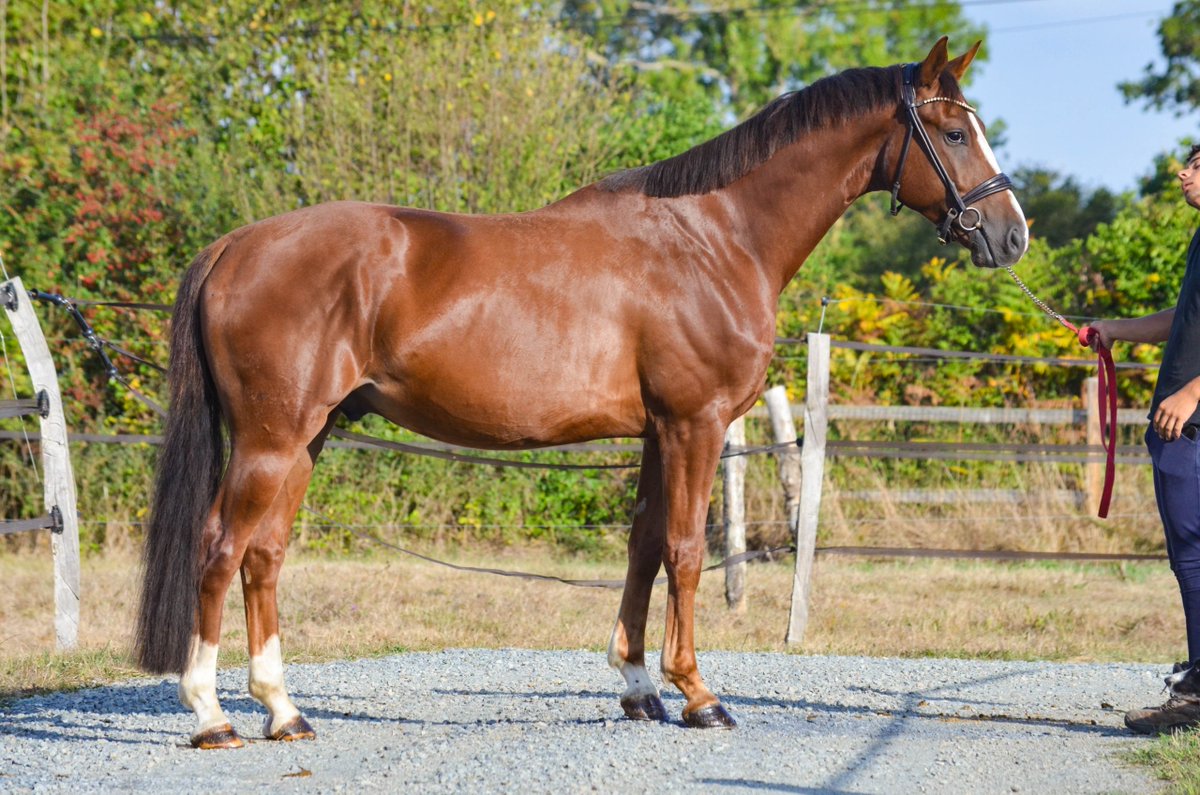 ehorses_com's tweet photo. Elegant Oldenburg Gelding π΄ Chestnut, 164 cm, with superb breeding and a kind, amateur-friendly natu
π https://t.co/7CpoKiM2mq
#ehorses #oldenburg #dressagehorses #gelding #chestnut #horselove #horse #horses #horselover #foundonehorses https://t.co/T4ZXzYkEwK