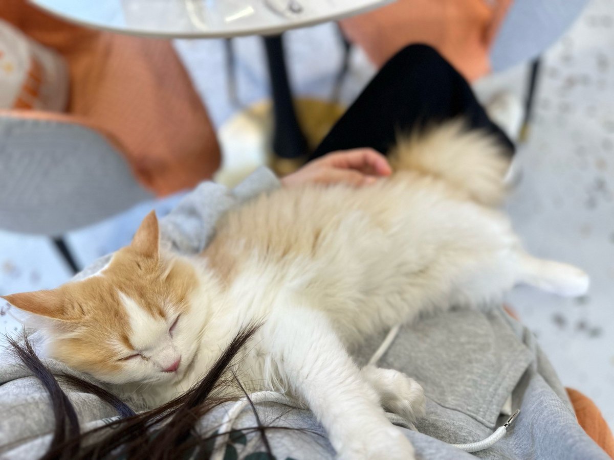 Fuad8i's tweet photo. 毛孩子的每声软叫，都是疲惫日子里的温柔解药～今天也是被黏人小宝贝治愈的一天 https://t.co/UMOHUI7wCo