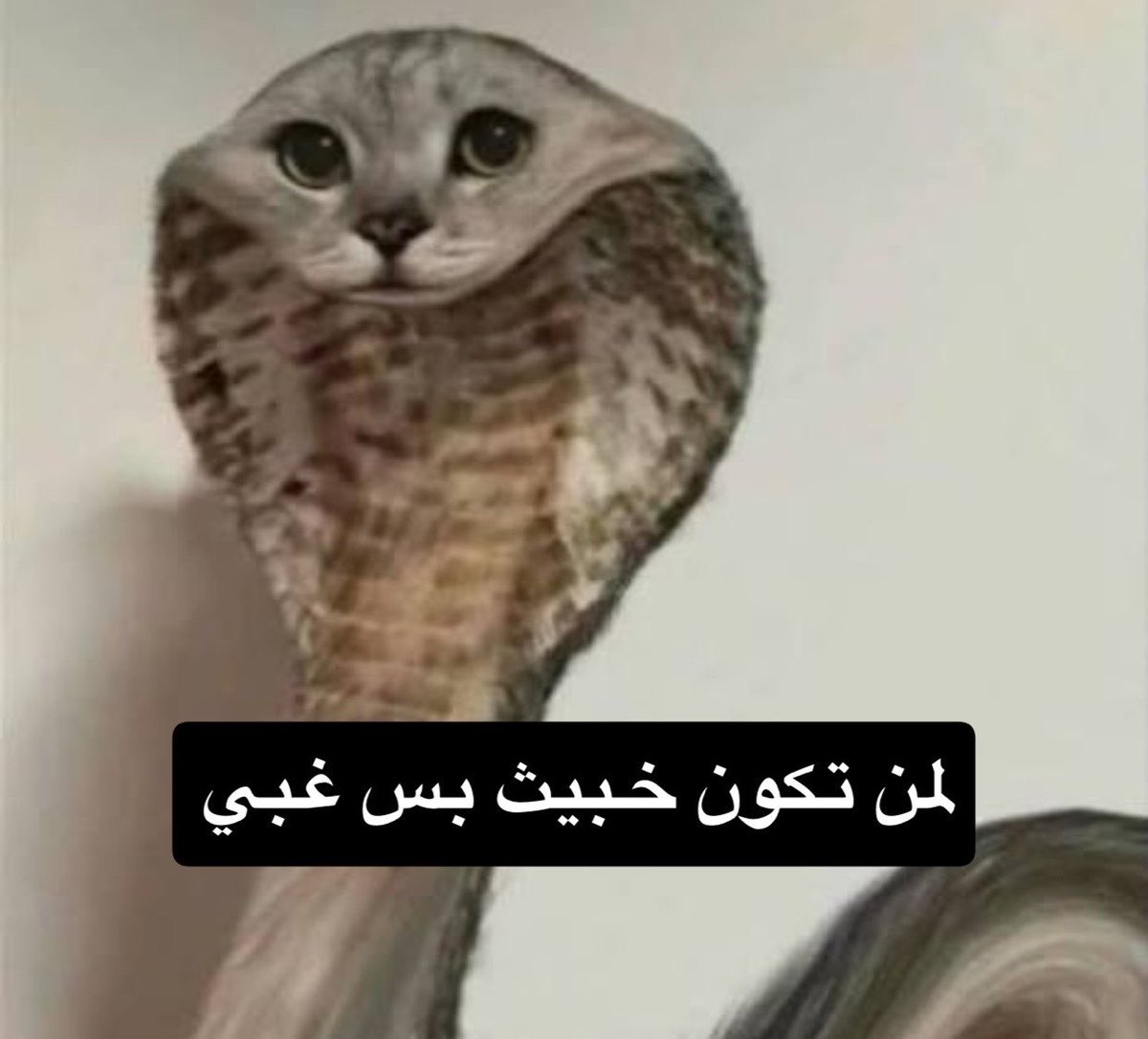 D7MX26's tweet photo. @fyl1021455 @maha_AL3 https://t.co/qty5AtS6Nq