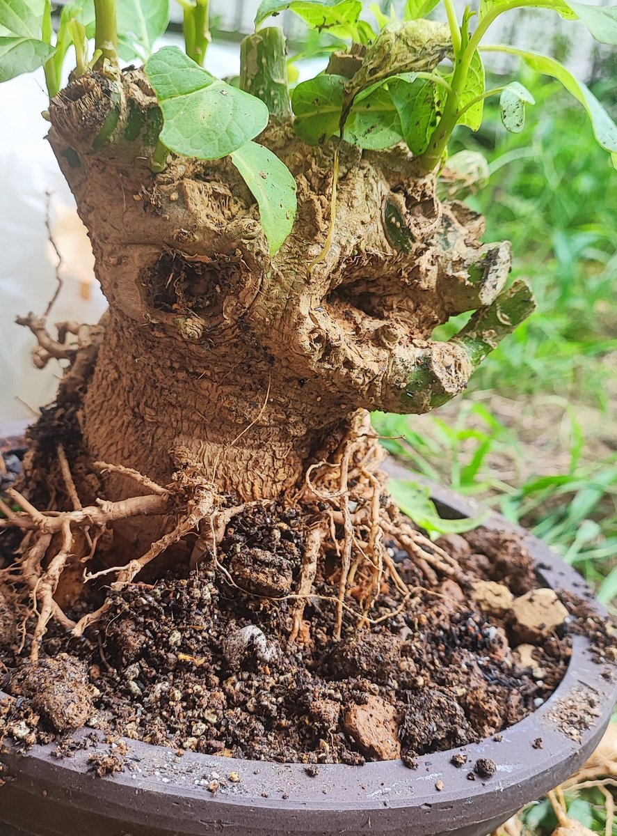 ombugarden's tweet photo. フィトラッカディオイカ塊根
本日地植え掘り起こし
1は約2年8号鉢、極太根もなく肌も良い
2は1年弱成長が早いせいか形よくなく肌もツルツル、落第
3も1年弱だが成長抑え、まっすぐな形に満足、ハニトネの鉢が小さすぎて大丈夫か？
最後は1年、かなりよけいな極太根でバランスがイマイチ
#オンブー https://t.co/3G4O3Bz4c4