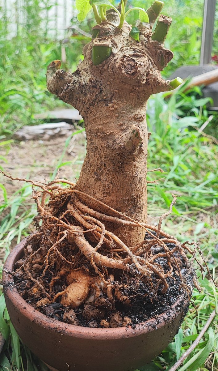 ombugarden's tweet photo. フィトラッカディオイカ塊根
本日地植え掘り起こし
1は約2年8号鉢、極太根もなく肌も良い
2は1年弱成長が早いせいか形よくなく肌もツルツル、落第
3も1年弱だが成長抑え、まっすぐな形に満足、ハニトネの鉢が小さすぎて大丈夫か？
最後は1年、かなりよけいな極太根でバランスがイマイチ
#オンブー https://t.co/3G4O3Bz4c4