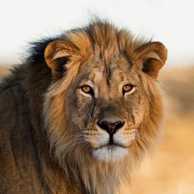 LionInCrisis tweet picture