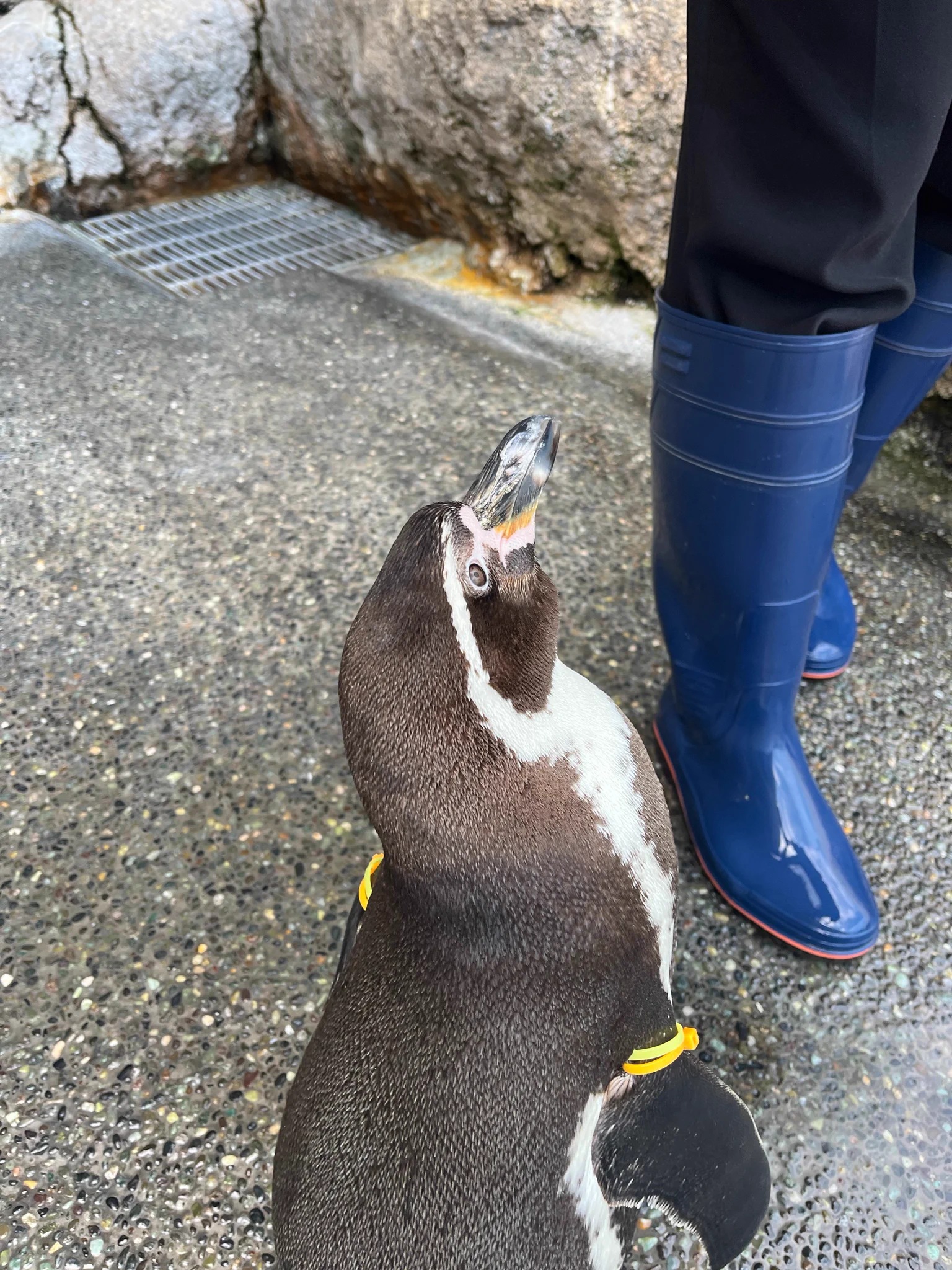 長崎ペンギン水族館【公式】 on X: 