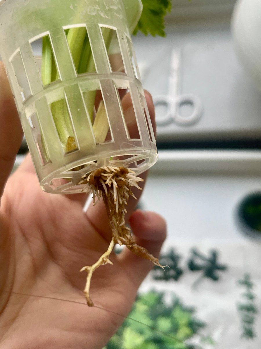 shir_ll01's tweet photo. Overwatering kills more houseplants than forgetting to water them! Stick your finger 1 inch deep into soil—only water if it’s totally dry. Small trick = big green wins! https://t.co/Rk383Lywr0