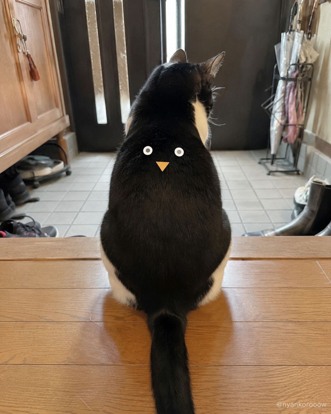 ニャン太郎 にゃん太郎｜猫画像｜Funny Cats na platformě X: „背中にペンギン飼っ